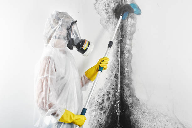 Best Comprehensive Air Testing for Mold Contaminants  in Cutlerville, MI
