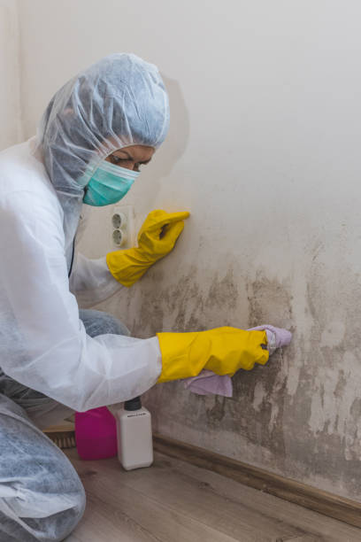 Best Water Damage & Mold Remediation  in Cutlerville, MI