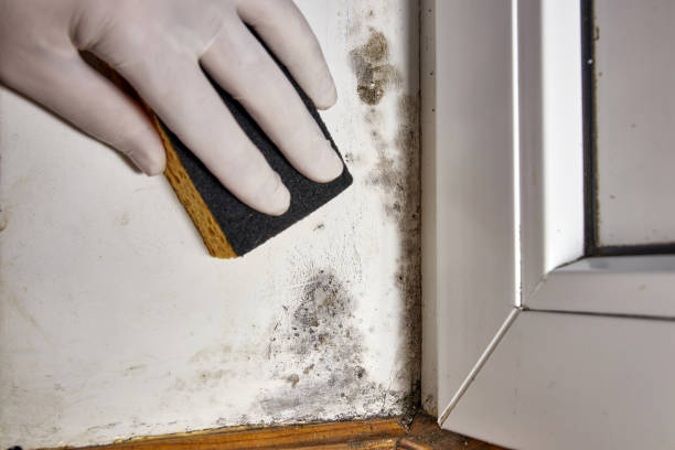 Best Mold Prevention Services  in Cutlerville, MI