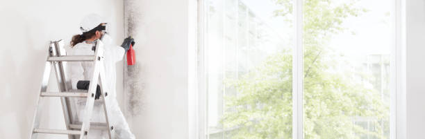 Best Mold Removal for HVAC Installations  in Cutlerville, MI